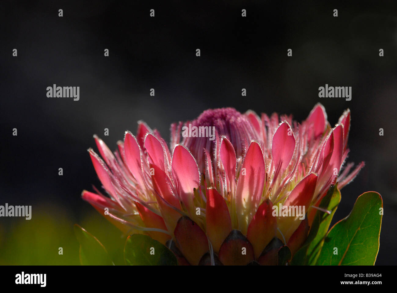 Protea Eximia, Jardines Botánicos Kirstenbosch, Cape Town, Sudáfrica. Patrimonio de la Humanidad, parte del Reino Floral del Cabo Foto de stock