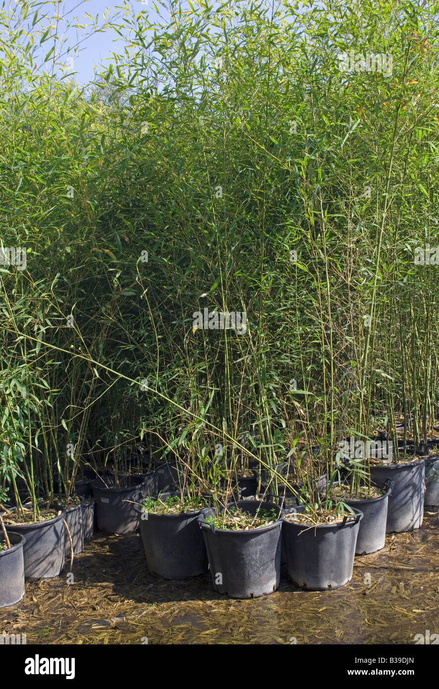 Las plantas de bambú en macetas en vivero Fotografía de stock - Alamy