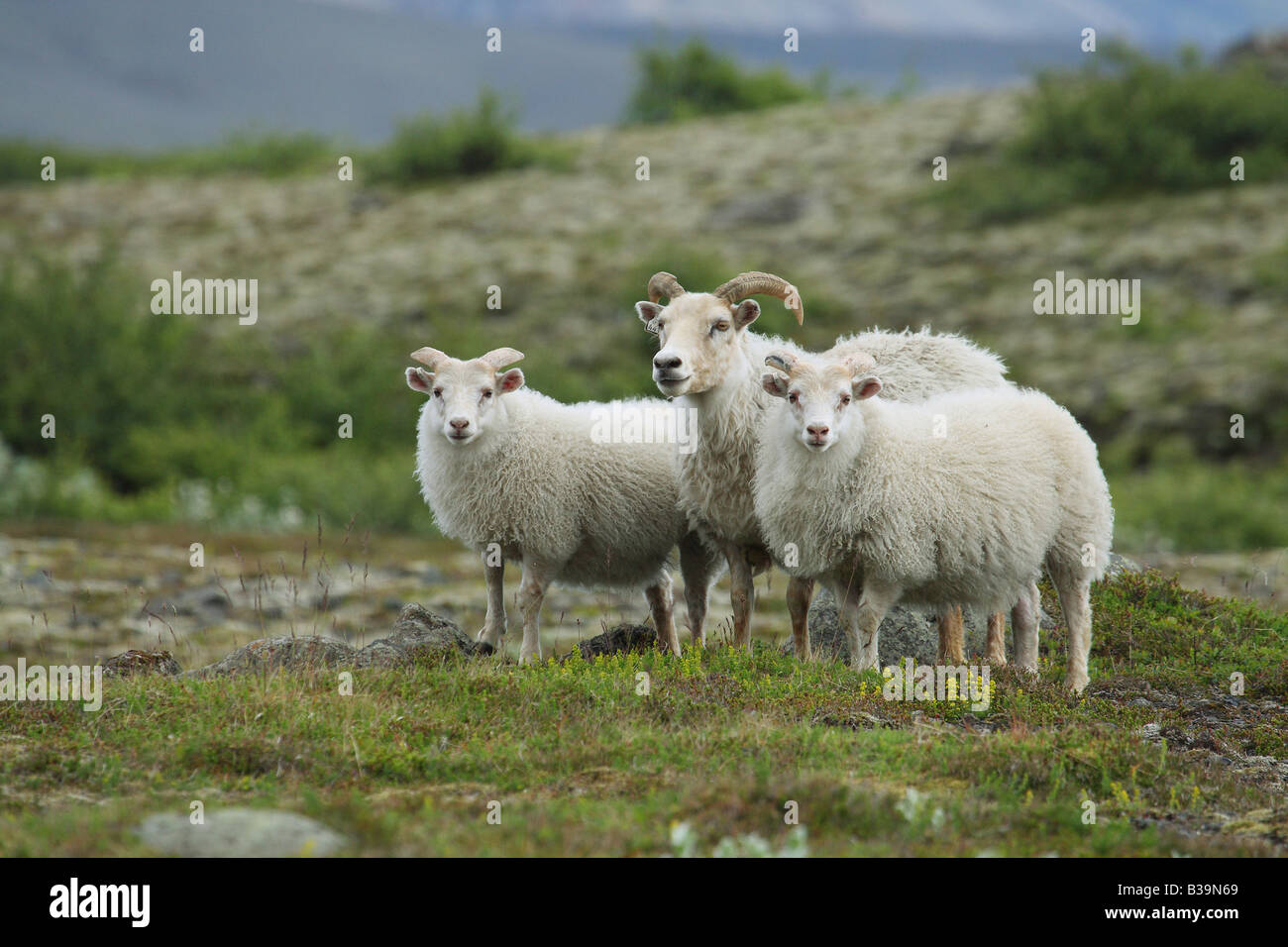 Ovejas islandesas. RAM y ovejas de pie en el prado de Islandia Foto de stock