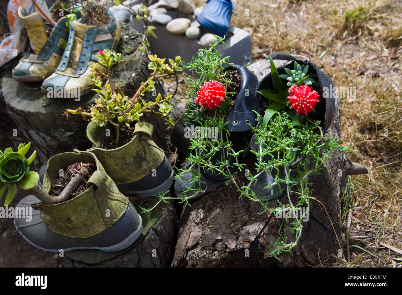 Zapatos utilizados como macetas para plantas suculentas Fotografía - Alamy