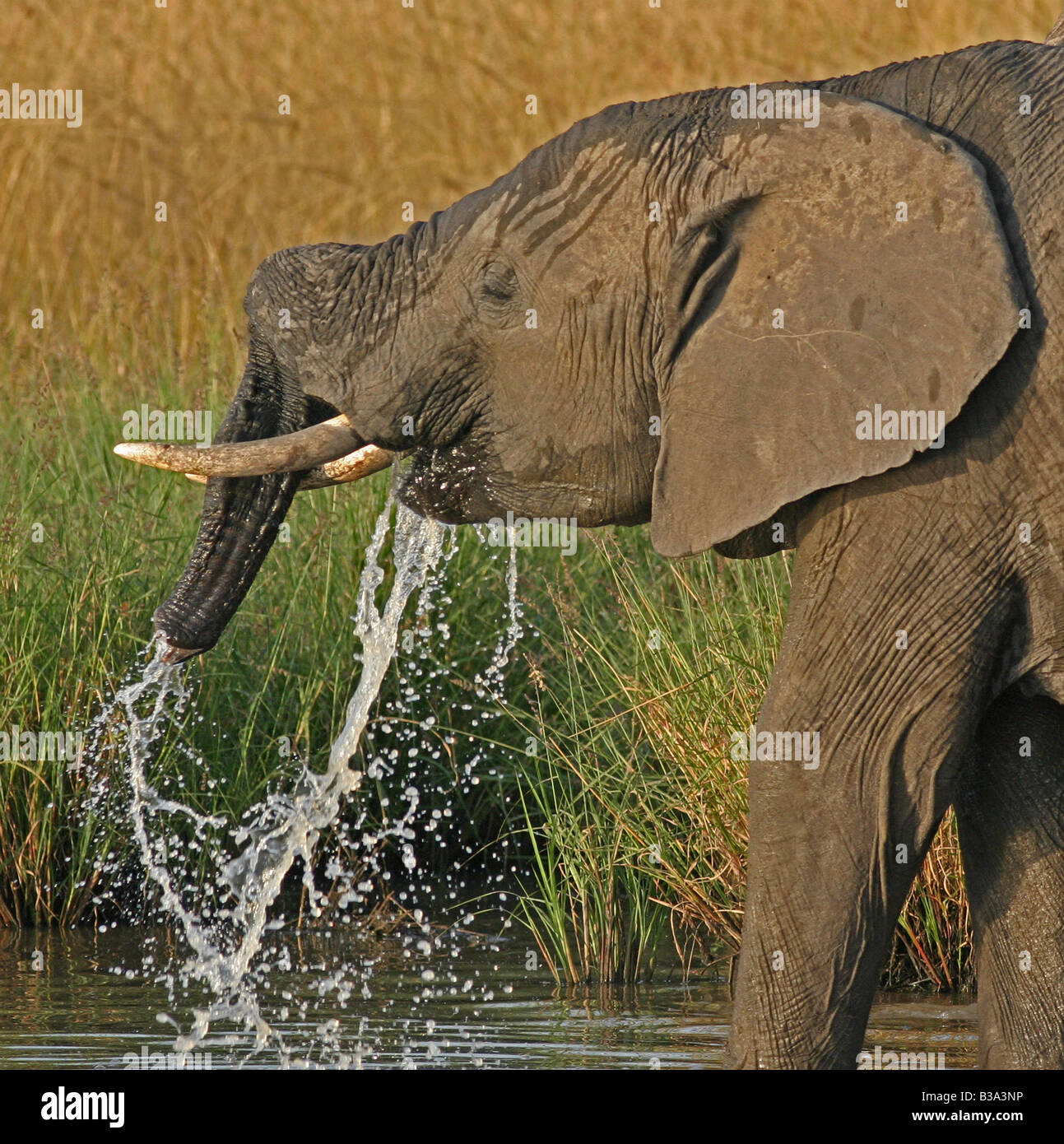 Beber agua, derrames de elefantes de Masai Mara, Kenya Foto de stock
