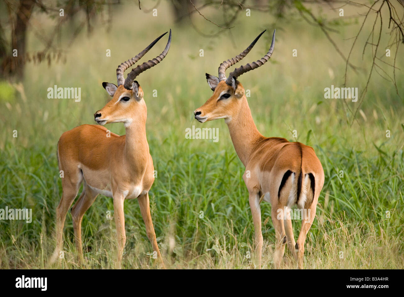 Impala machos Aepyceros melampus Norte de Serengeti Foto de stock