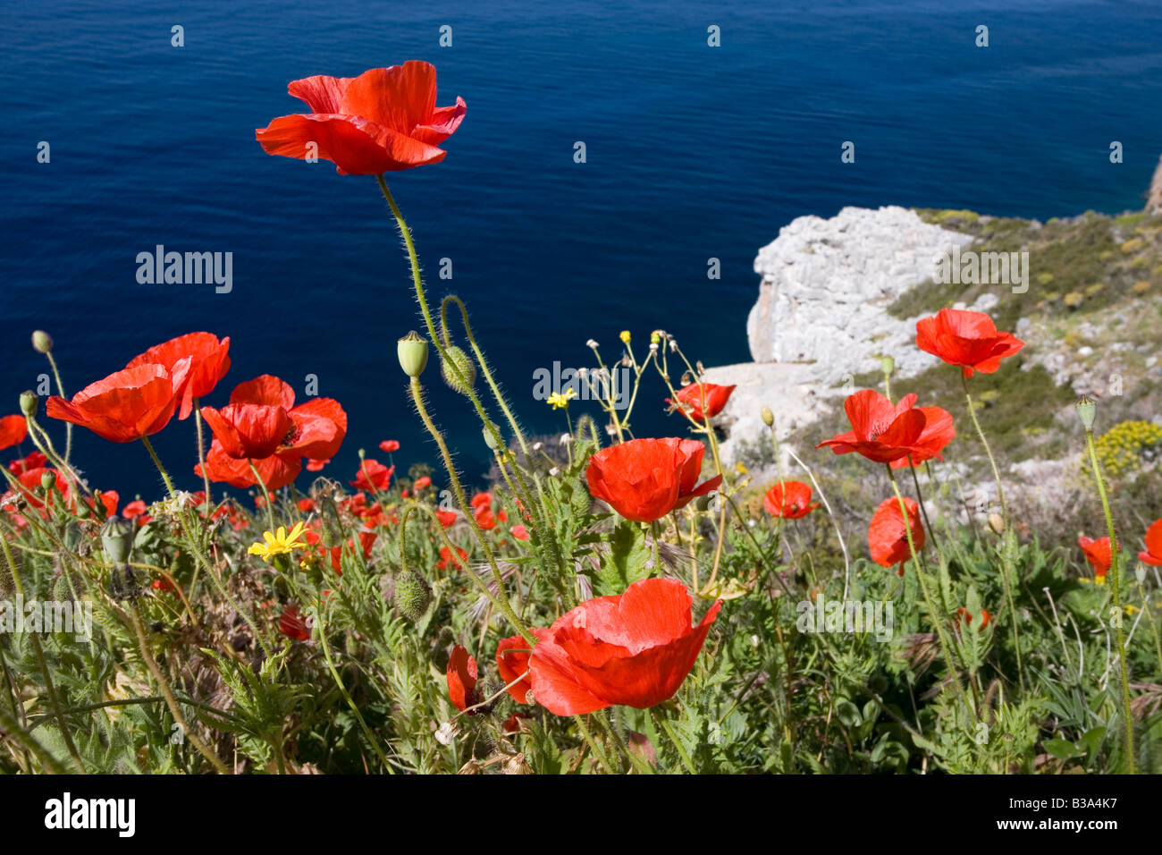 Encabezados largos amapola en la costa de Peloponeso Grecia Papaver dubium Foto de stock