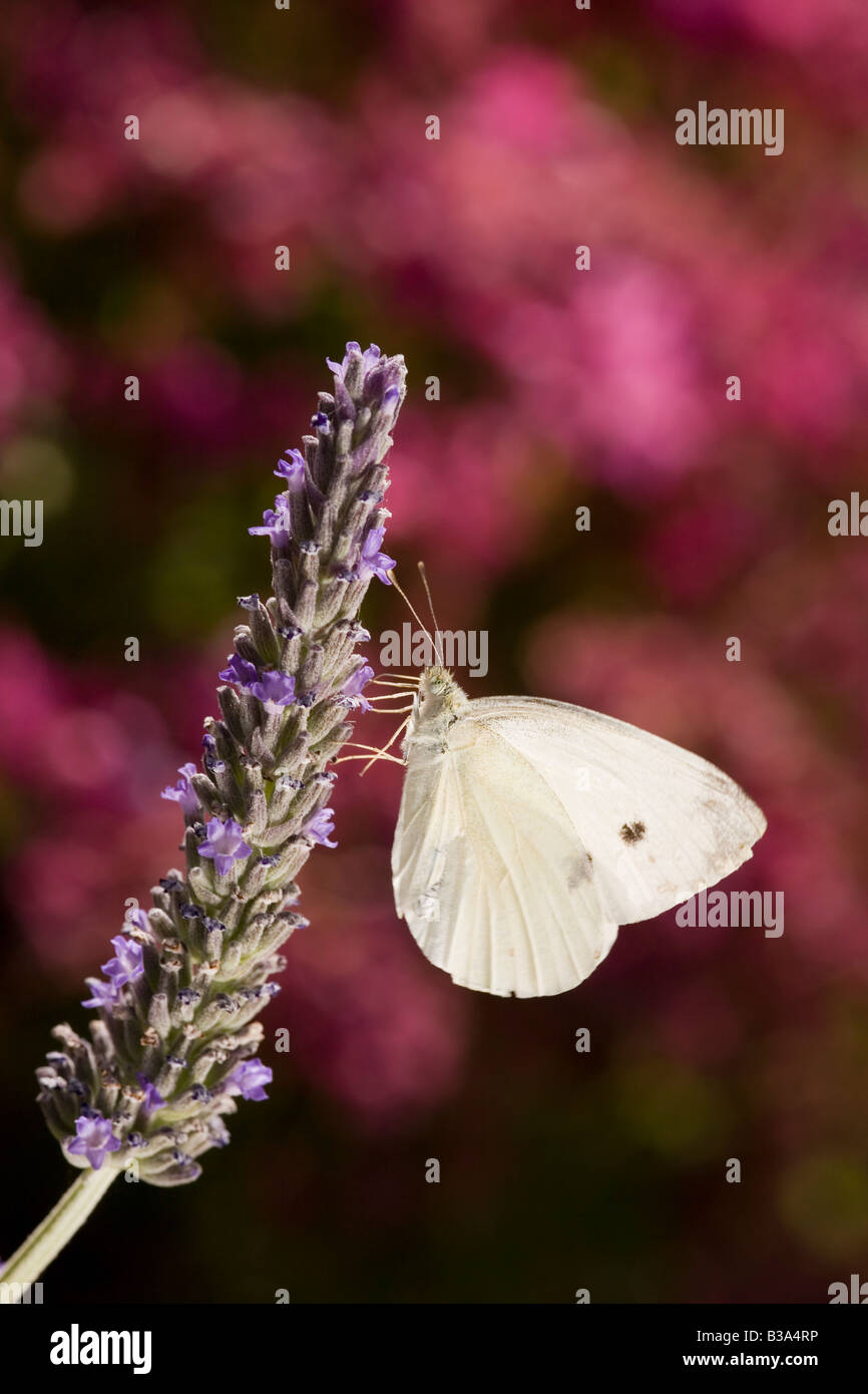 El sur blanco pequeño mannii Artogeia Peloponeso Grecia Foto de stock