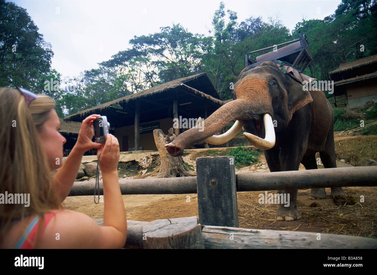 Chiang Mai, Tailandia, el Campamento de Elefantes Mae Sa, turistas tomando fotos de elefantes Foto de stock