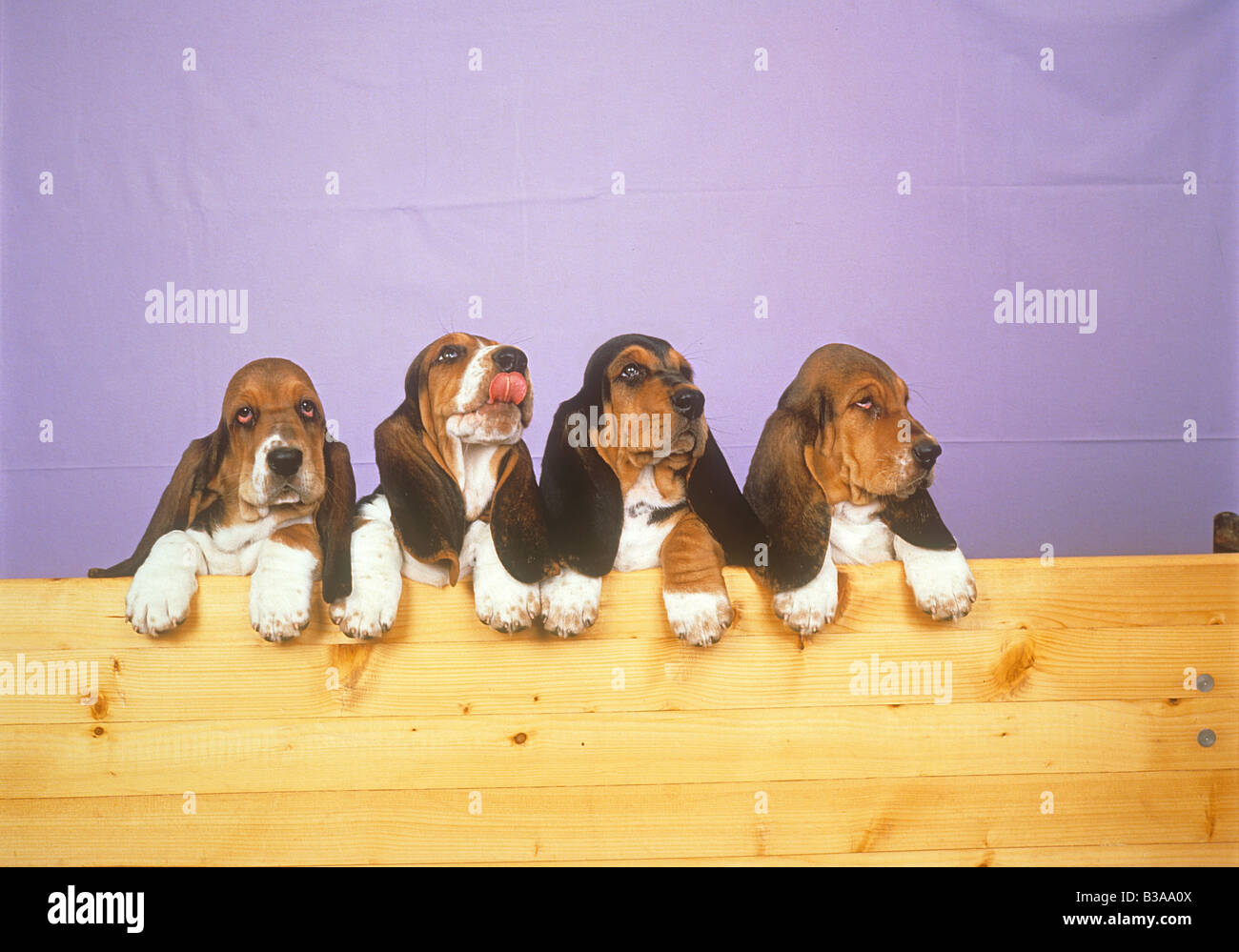 Cuatro jóvenes Bassets Foto de stock