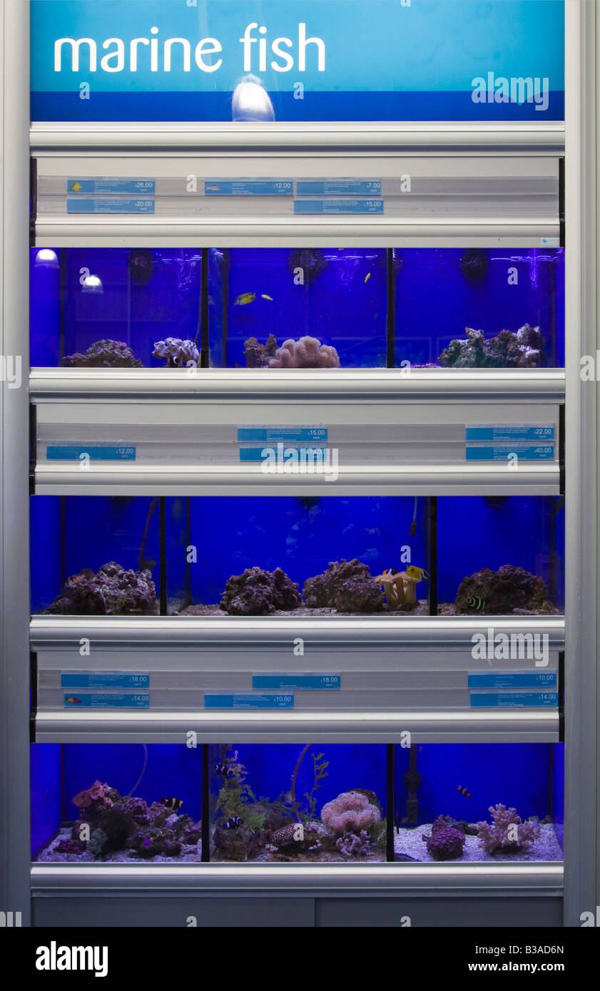 Tanques de peces tropicales fotografías e imágenes de alta resolución