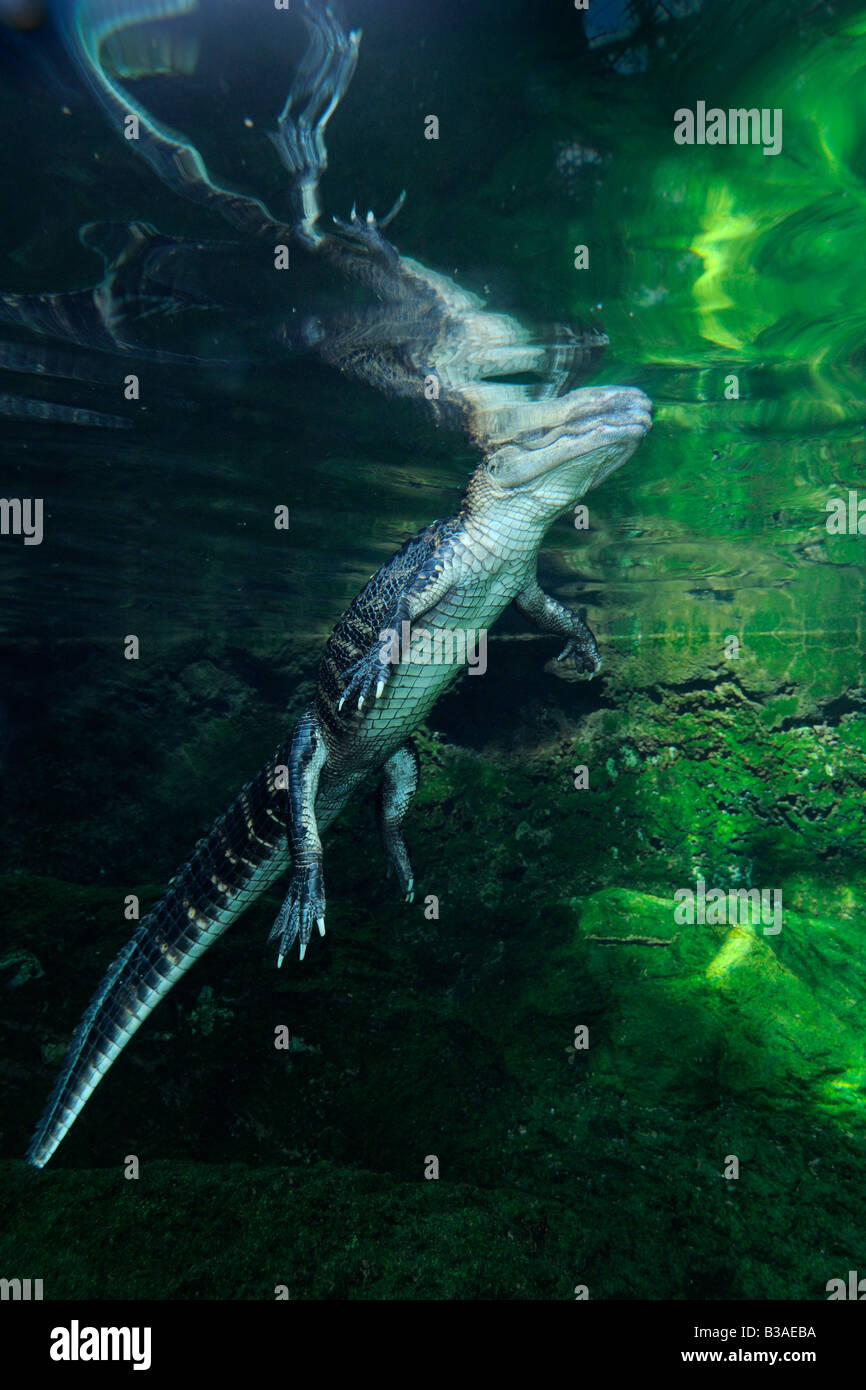 Cocodrilo Americano (Alligator mississippiensis ) Foto de stock
