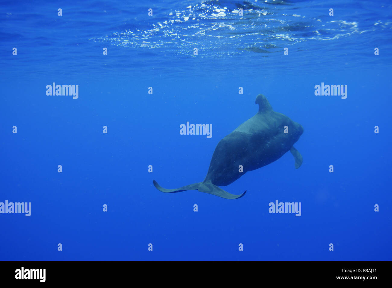 La ballena piloto de aleta corta Globicephala macrorhynchus Kailua Kona Hawai Foto de stock