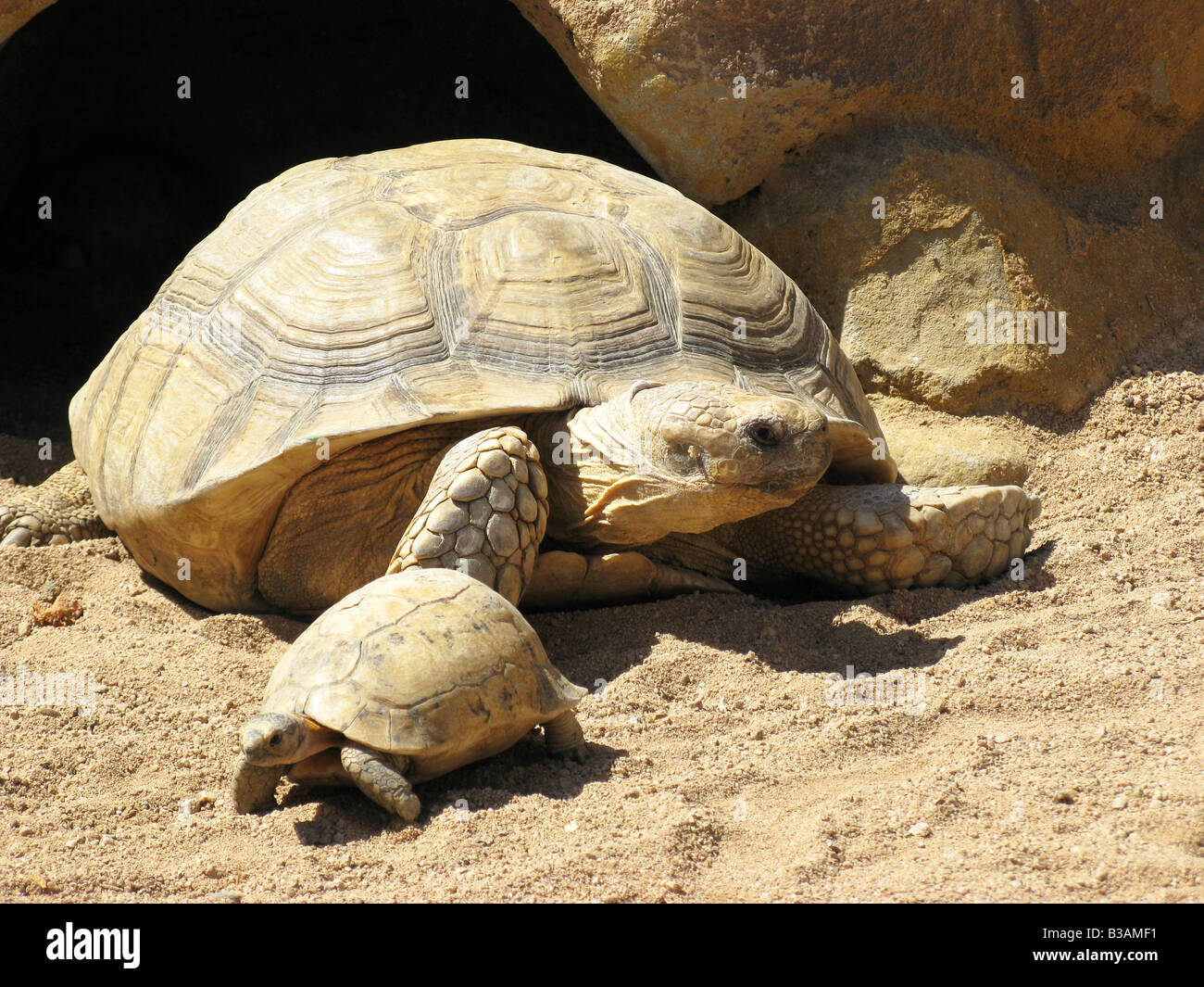 Las tortugas en el desierto Foto de stock