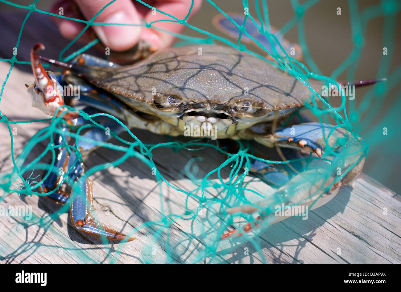 El cangrejo azul atrapados en green net en Bahía de Chesapeake, Maryland, EE.UU. Foto de stock
