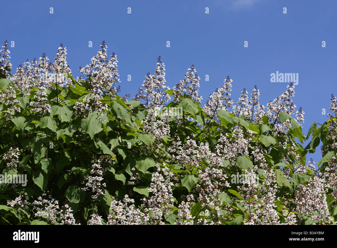 India, árbol Catalpa bignoniodes bean, floración Foto de stock