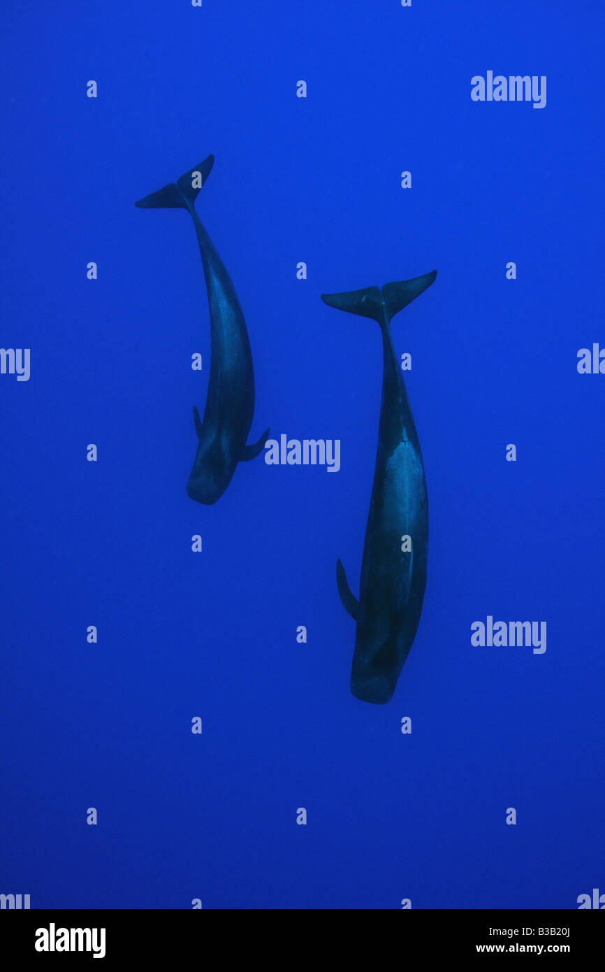 Las ballenas piloto de aleta corta Globicephala macrorhynchus Kailua Kona Hawai EE.UU. Foto de stock