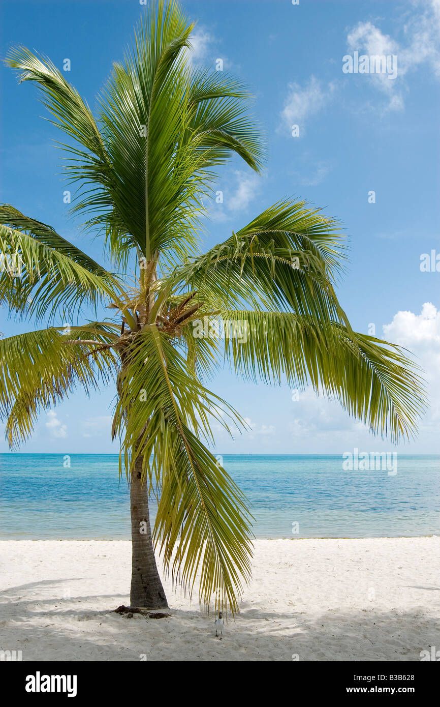 Una tranquila y desierta playa de arena blanca en Florida, EE.UU. Foto de stock