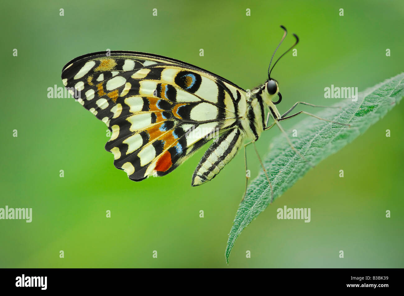 Mariposa Papilio demoleus limón encaramado en adultos cautivos de hoja Foto de stock
