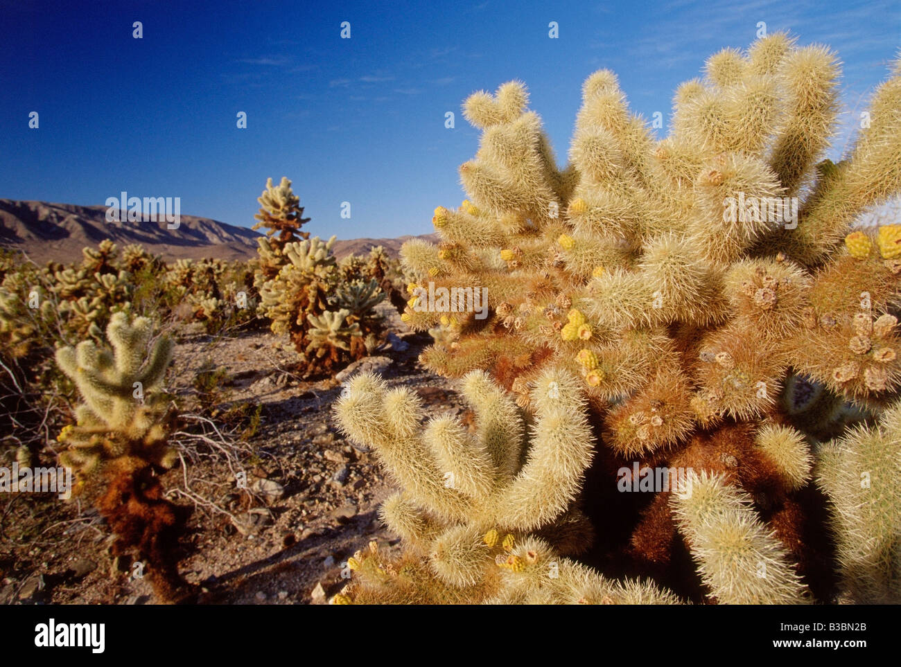 Cholla Cactus, Joshua Tree National Park, California, EE.UU. Foto de stock