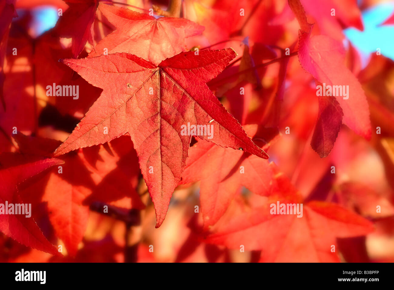 Gran imagen de hojas rojizas Foto de stock