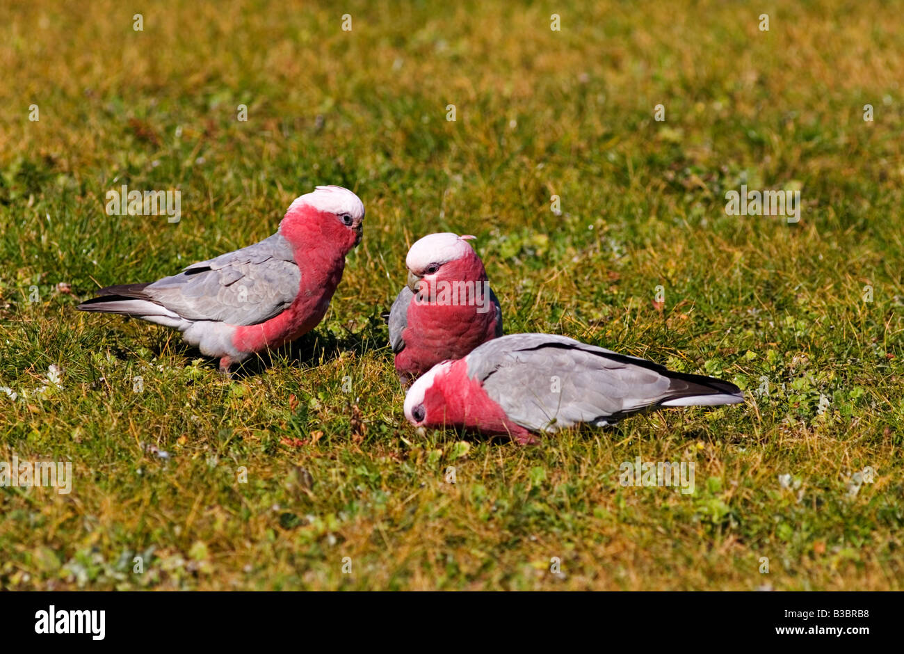 Pájaros comiendo semillas de fotografías e imágenes de alta resolución -