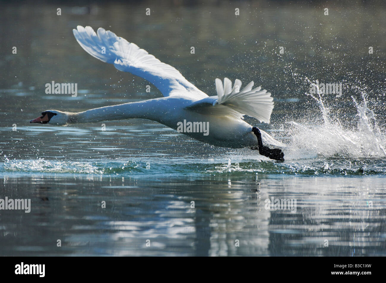 Cisne Cygnus olor adulto despegando el lago de Zug Suiza Foto de stock