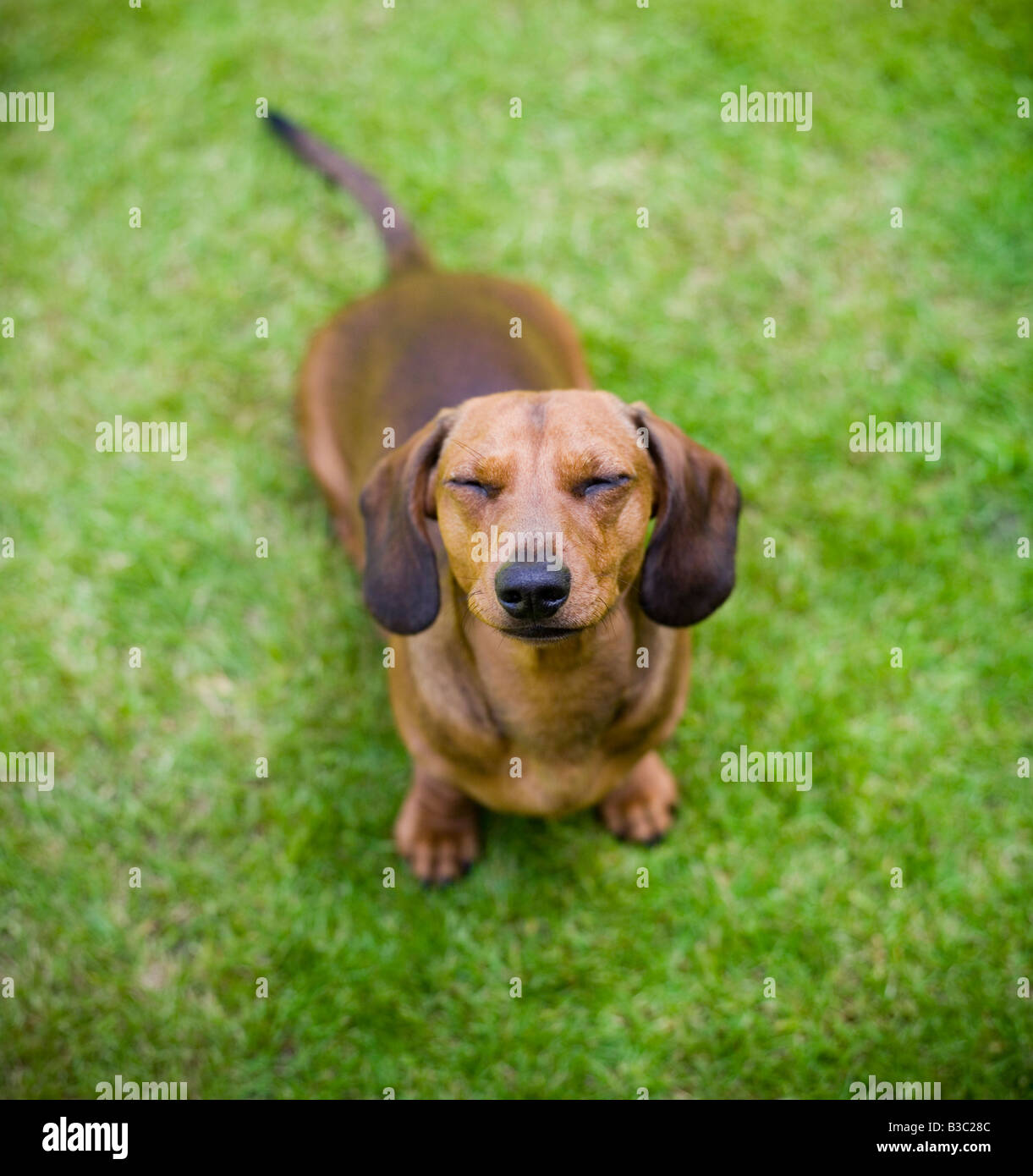 Un Teckel perro con los ojos cerrados Foto de stock