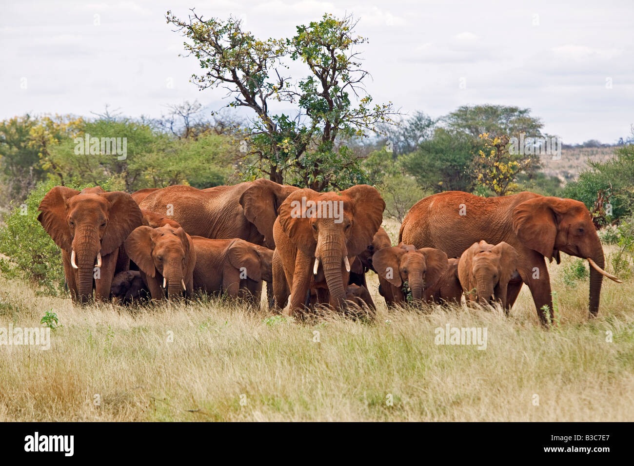 Kenya, Tsavo West National Park. Una manada de elefantes (Loxodonta africana) en el Parque Nacional de Tsavo West. El color rojo de su piel gruesa es el resultado de ellos mismos desempolvando con el suelo rojo característico de la zona. Foto de stock
