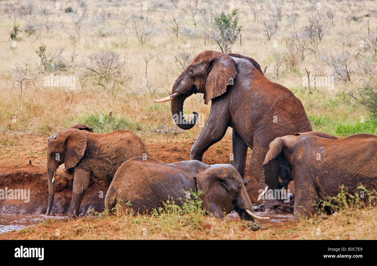 Kenya, Tsavo West National Park. Los elefantes (Loxodonta africana) en un abrevadero natural en Tsavo West National Park. El matiz rojo Foto de stock