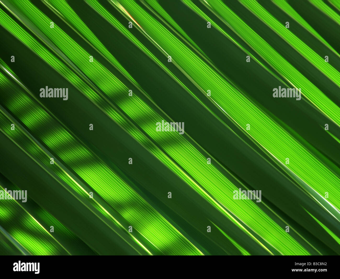 Hojas de palma verde hoja fresca sombra de luz verde de plantas exóticas, verde, hojas de palma, antecedentes, frescos, hojas, palmas, fondo Foto de stock