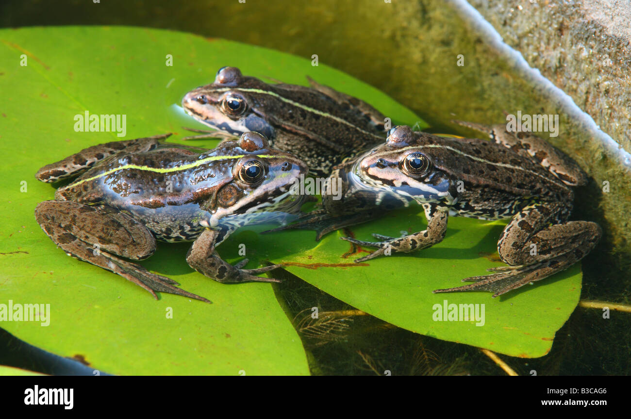 Tres ranas verdes comestibles Rana esculenta Foto de stock