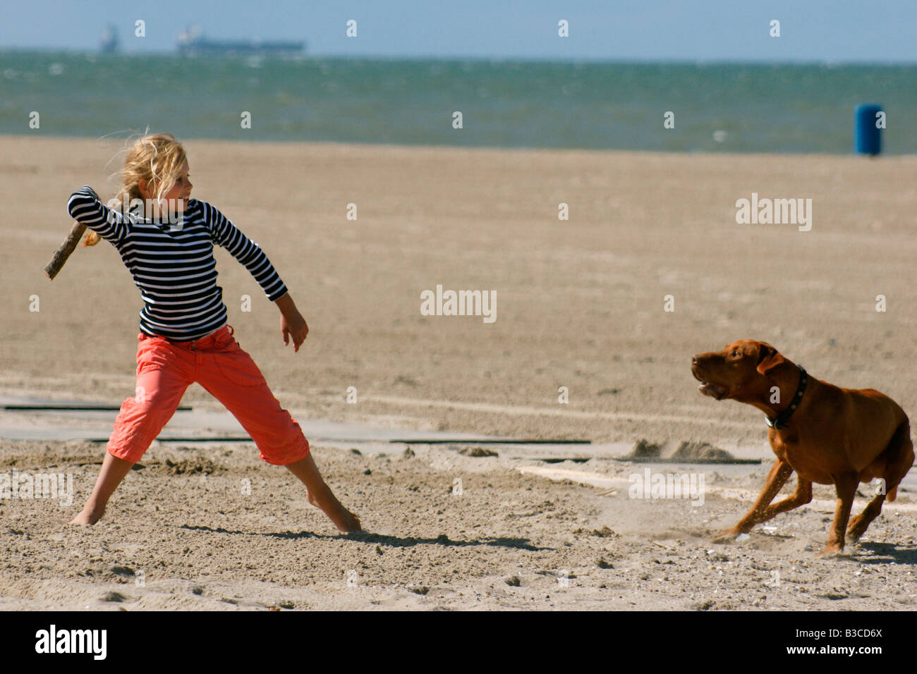 Una niña kid arrojando recuperar stick para perro en la playa de arena de mar Hoek van Holland, Holanda verano Foto de stock