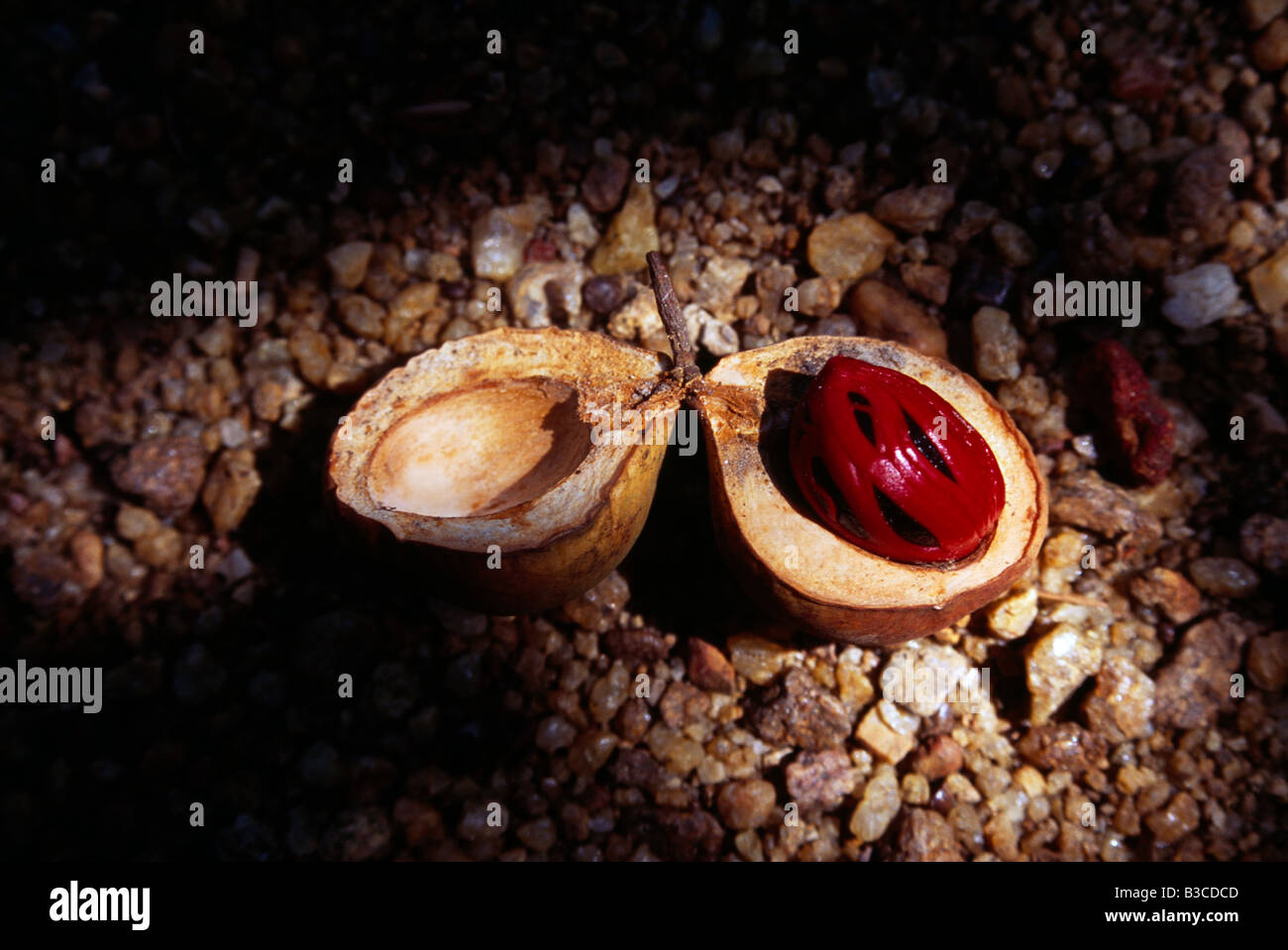 Kerala India Mace arilo cubriendo la semilla de nuez moscada en el suelo Fotografía de stock Alamy