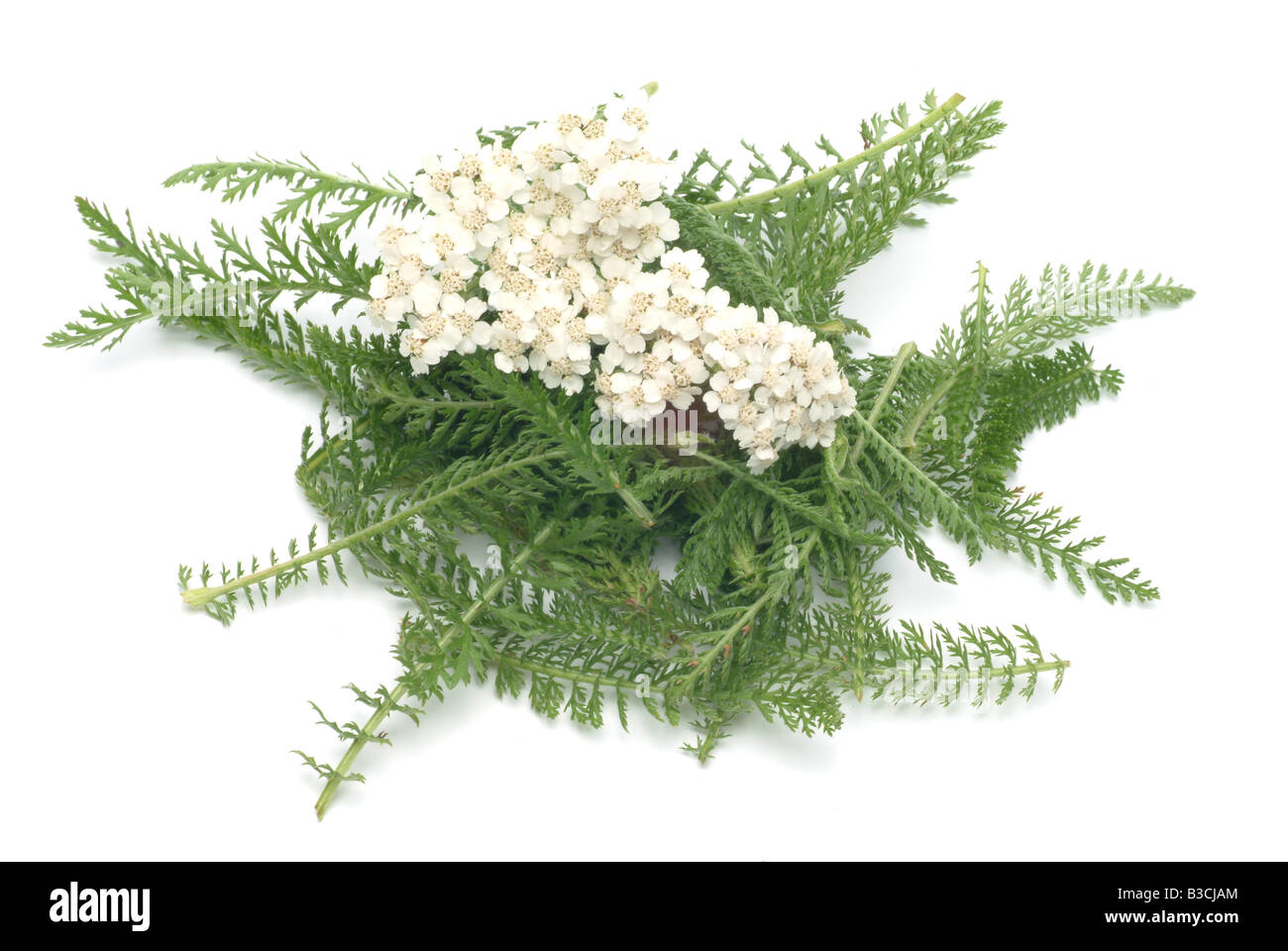 Planta medicinal milenrama Carpenter s Weed milenrama la milenrama Achillea millefolium común Foto de stock