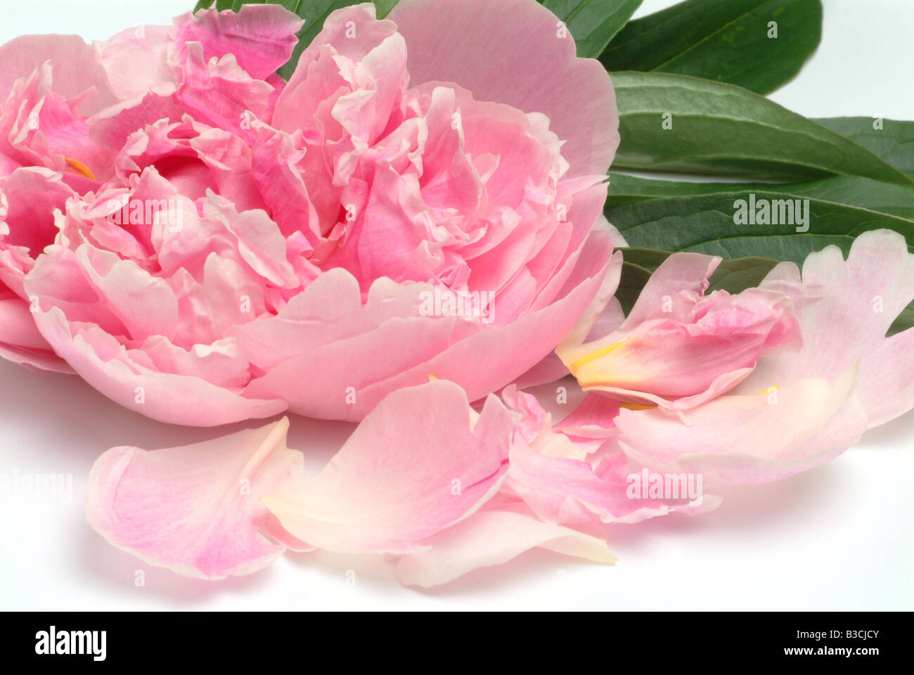 Planta de peonía fotografías e imágenes de alta resolución - Alamy