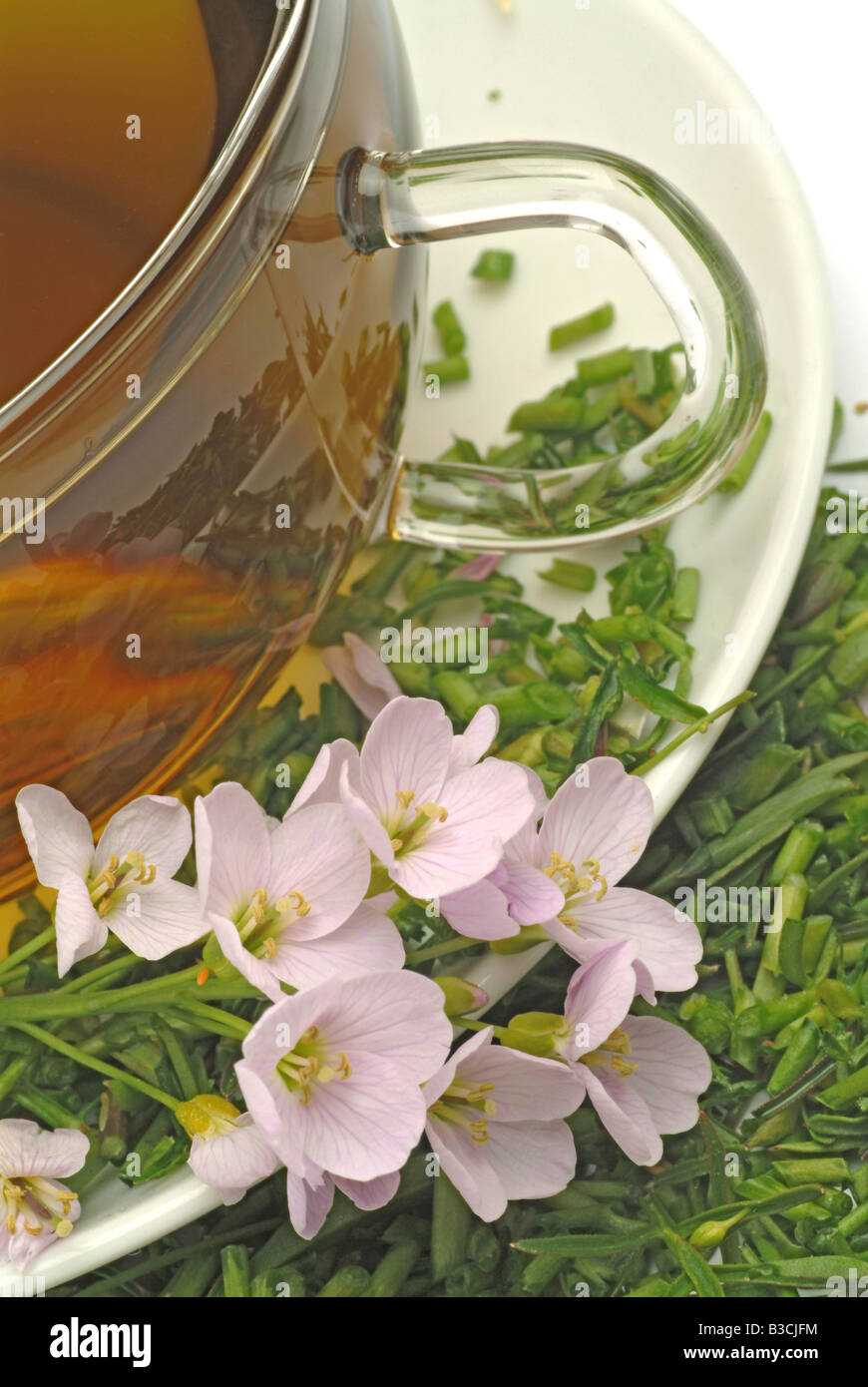 Té medicinal de Bog rosa flor de cuco Lady s smock ordeñadoras flores frescas y taza de té de hierbas plantas medicinales Cardmine Foto de stock