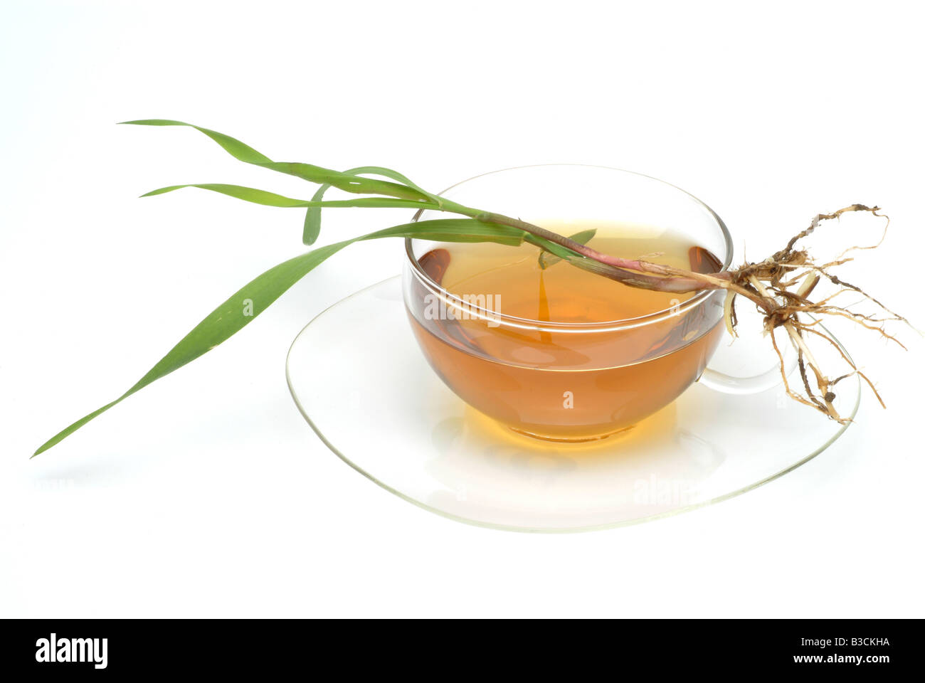 Té medicinal de la hierba de camilla camilla común Twitch hierba fresca hierba rápida de piezas y taza de té de hierbas plantas medicinales Camprin Foto de stock