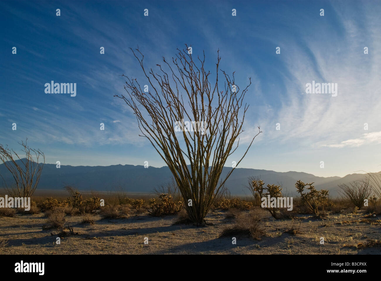 Ocotillo (Fouquieria splendens - planta en el desierto de Baja California, México Foto de stock