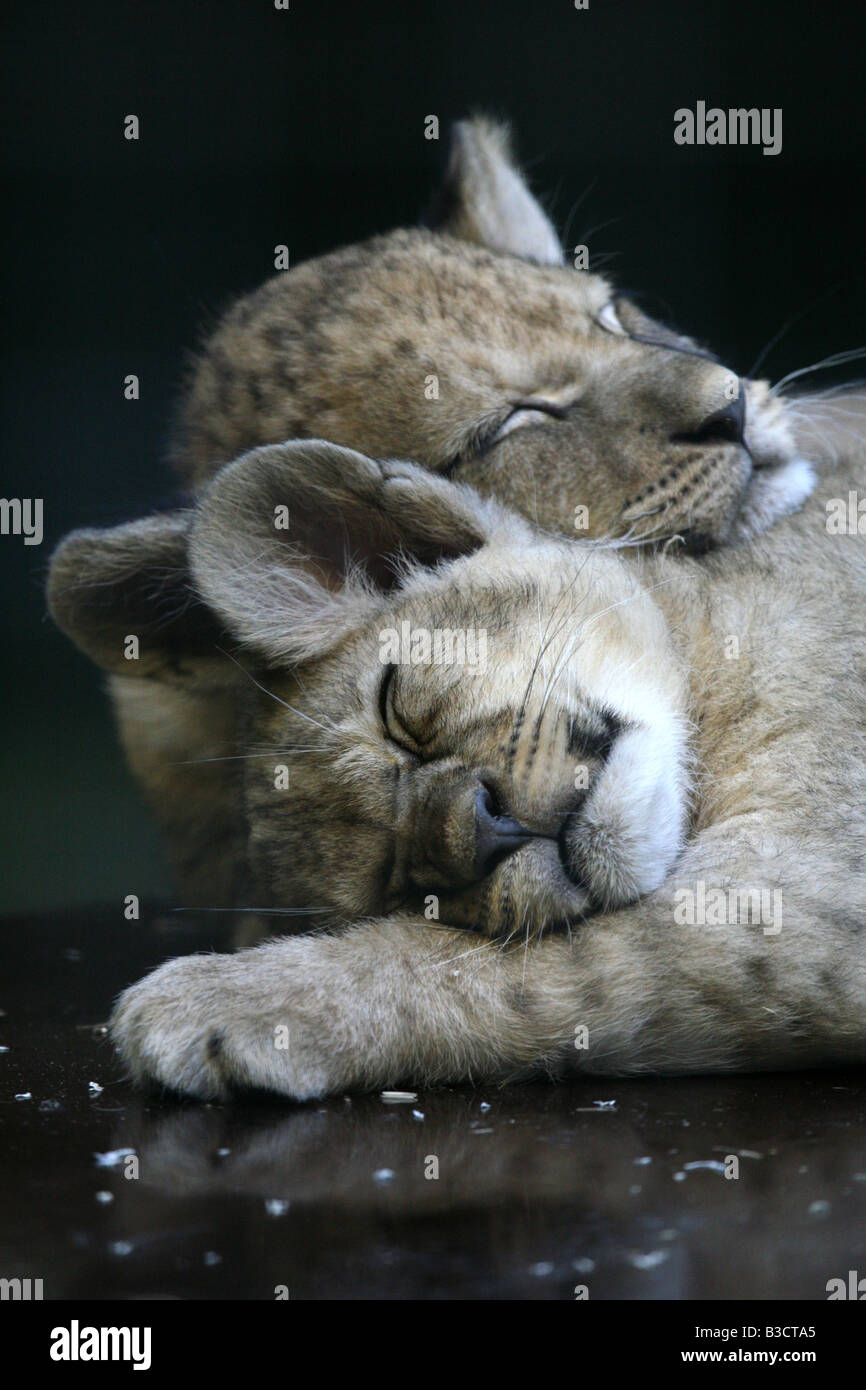 Nacen dos nuevos cachorros de león (Panthera leo) dormir en el Zoo de Berlín, Alemania Foto de stock