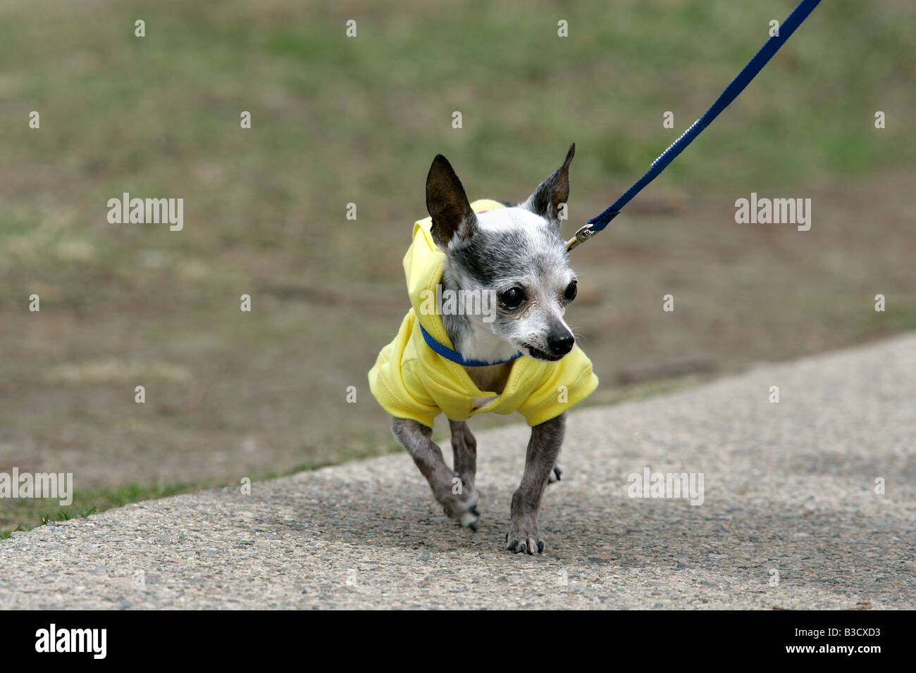 Un Chihuahua con una correa Foto de stock