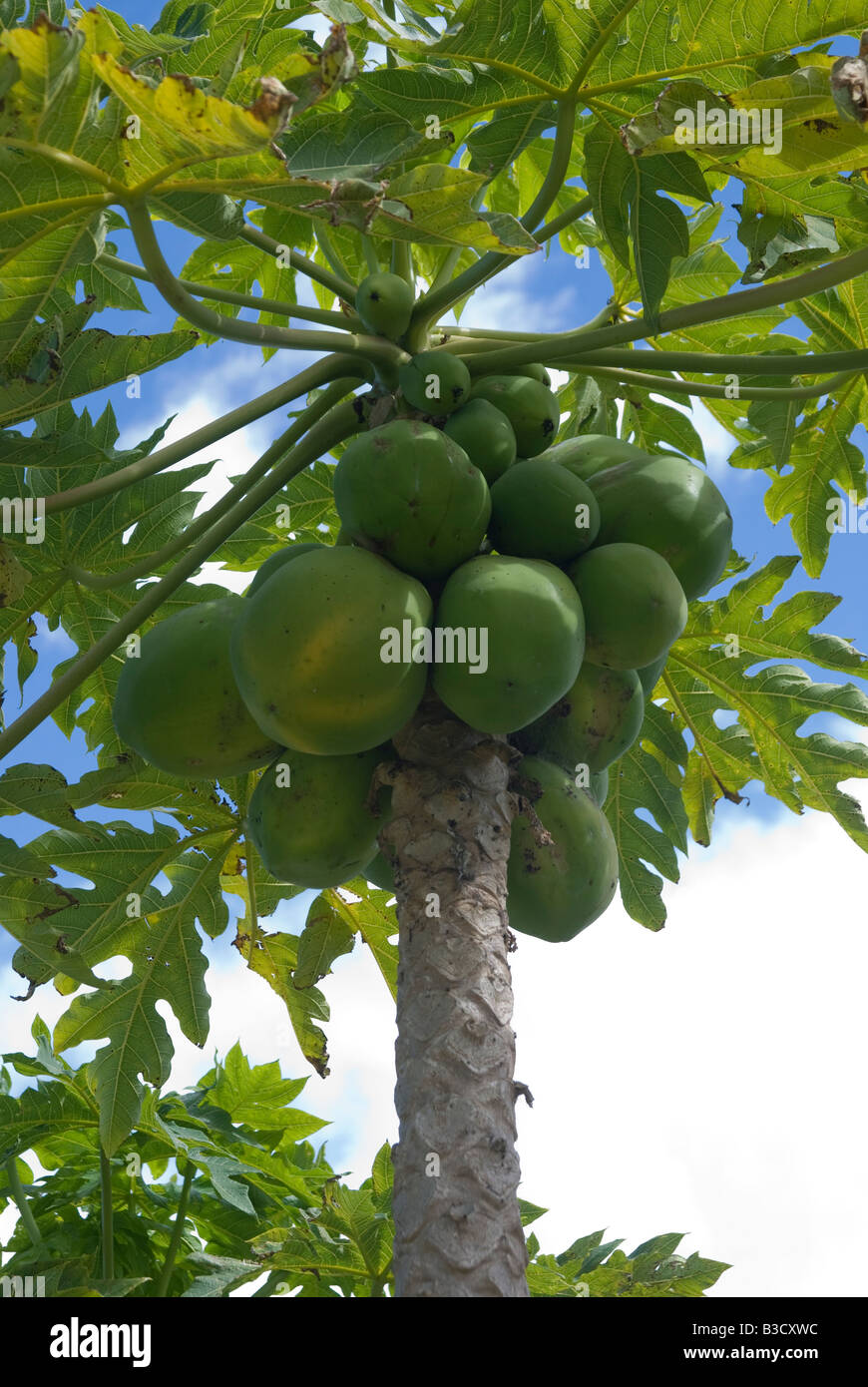 Papayas de maduración en árbol en Queensland Australia Fotografía de