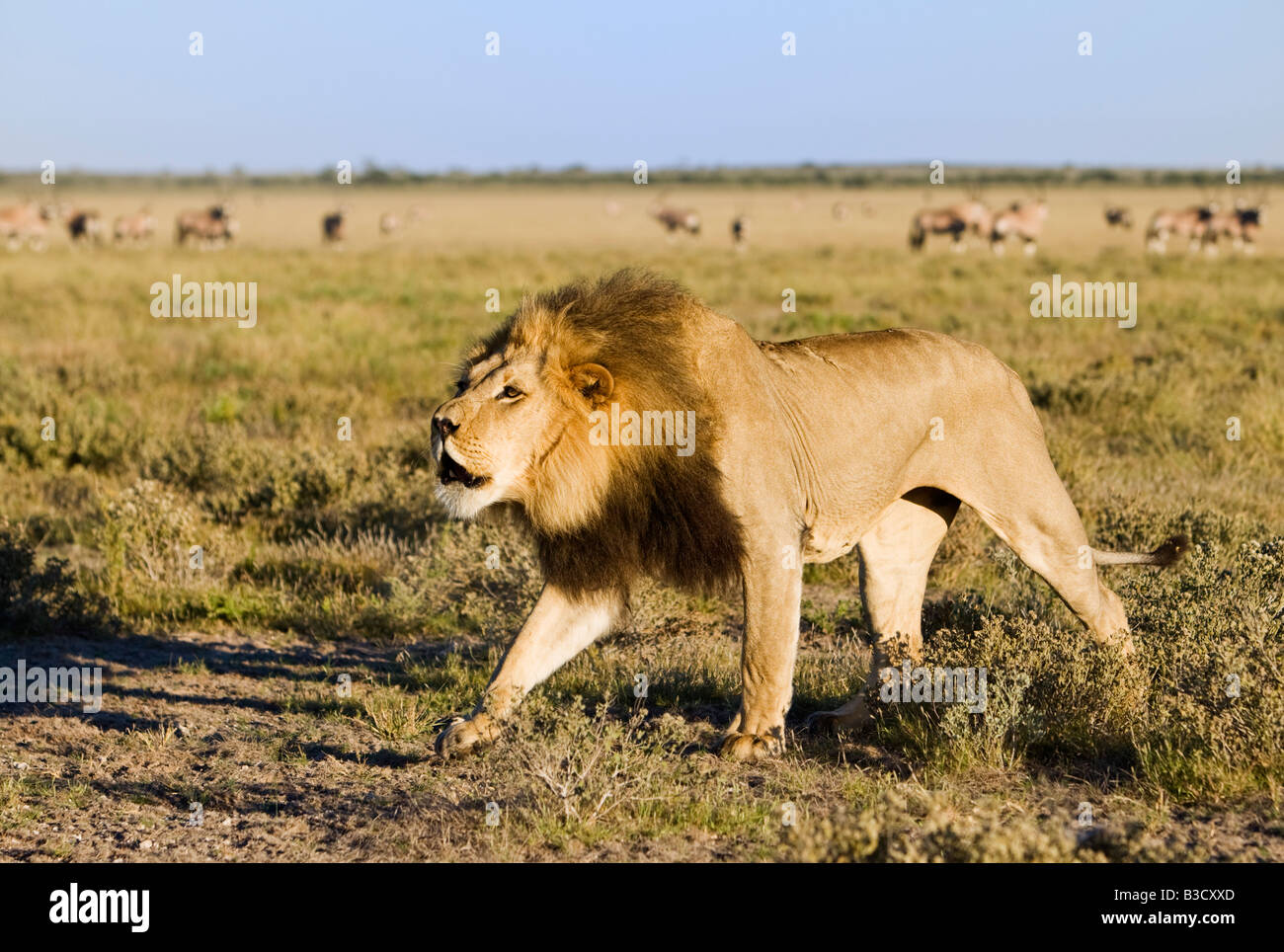 África, Botswana, el macho adulto de león (Panthera leo) Foto de stock