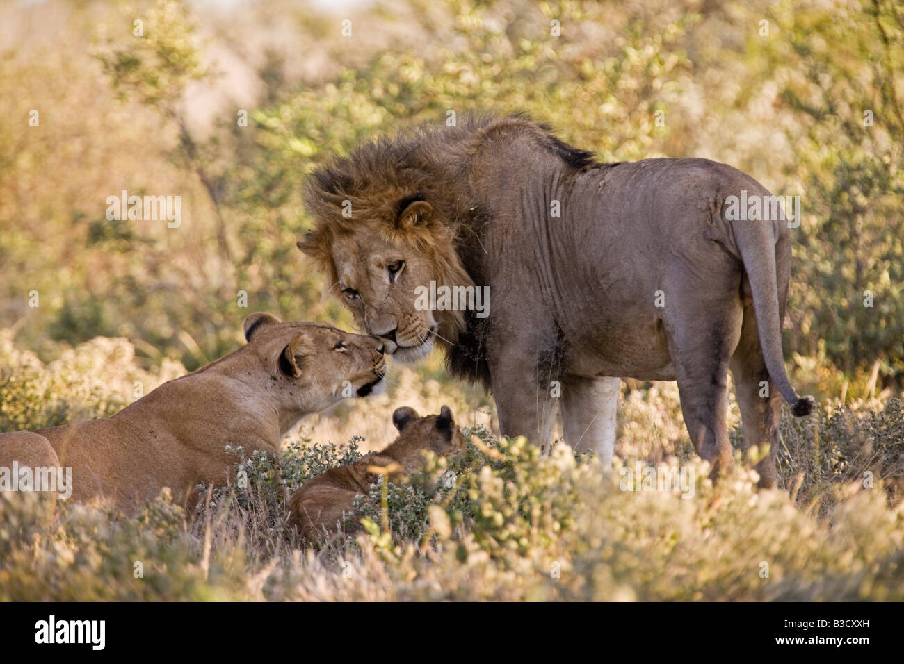 África, Botswana, león africano (Panthera leo) León (Panthera leo) y cub Foto de stock