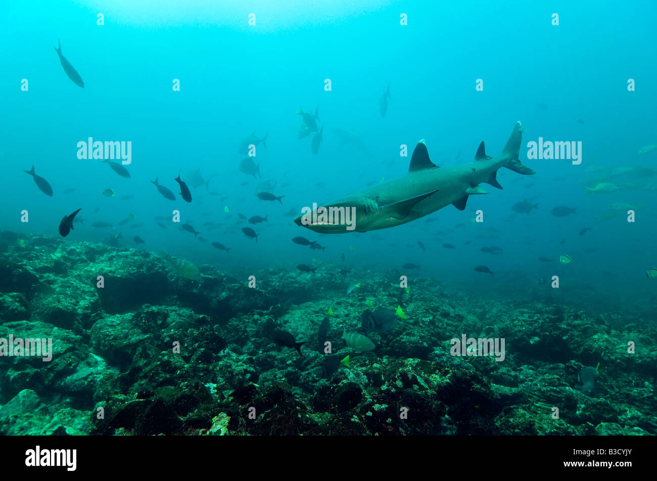 Las Islas Galápagos, Ecuador, el tiburón gris de arrecife (Carcharhinus amblyrhynchos) Foto de stock