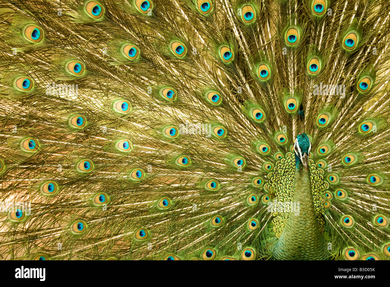 Pavo real Foto de stock
