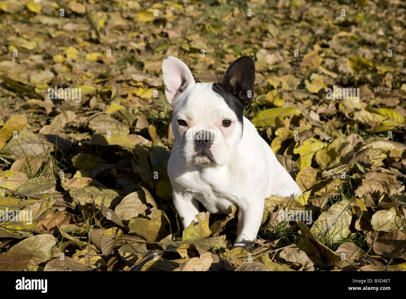 Blanco y negro Bulldog Francés en golden hojas caer Fotografía de stock -  Alamy