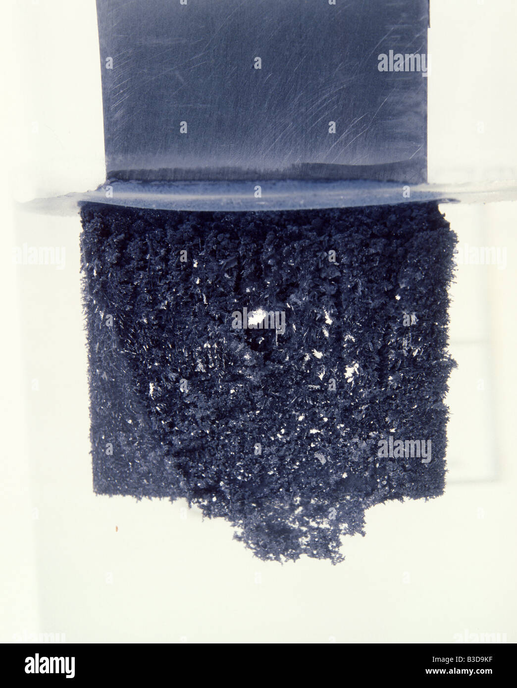 Las dendritas de plomo se forman cuando una tira de zinc se coloca en una solución de nitrato de plomo y desplaza el plomo Foto de stock