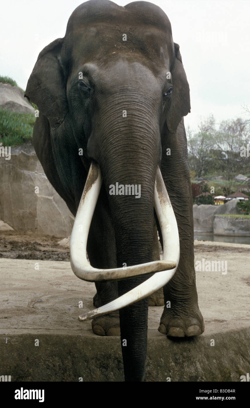 Asie Asiatischer Elefante Elefante Asiático Elefant elefante indio Elephas maximus toro adulto con notable grandes colmillos en la z Foto de stock