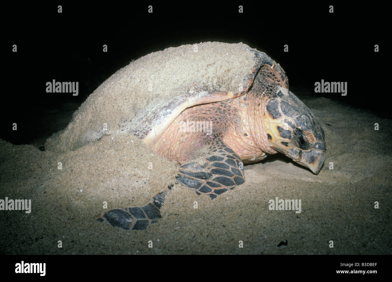 Tortuga imbriquee Echte Karettschildkroete Tortuga Carey Eretmochelys imbricata huevo animales Caret chelonian Cheloniiidae Karet Foto de stock
