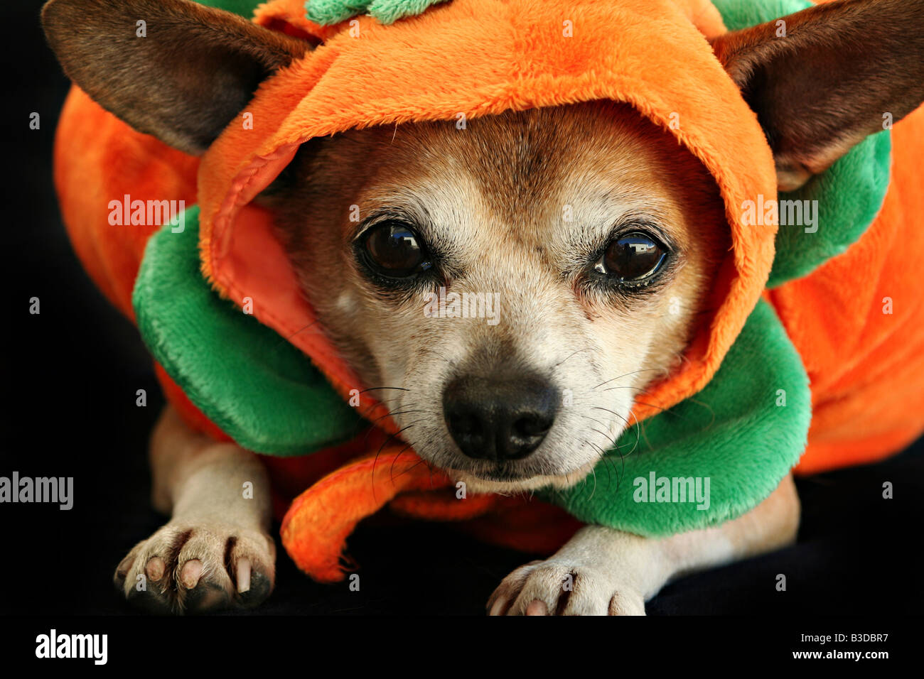 Chihuahua en un disfraz de halloween fotografías e imágenes de alta  resolución - Alamy