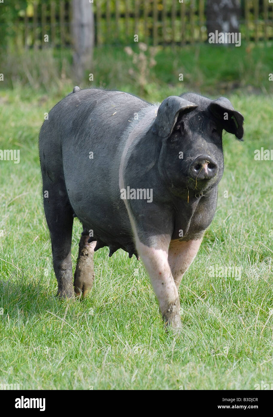 Schwaebisch Haellisches Landschwein suabo cerdo de raza alemana Foto de stock