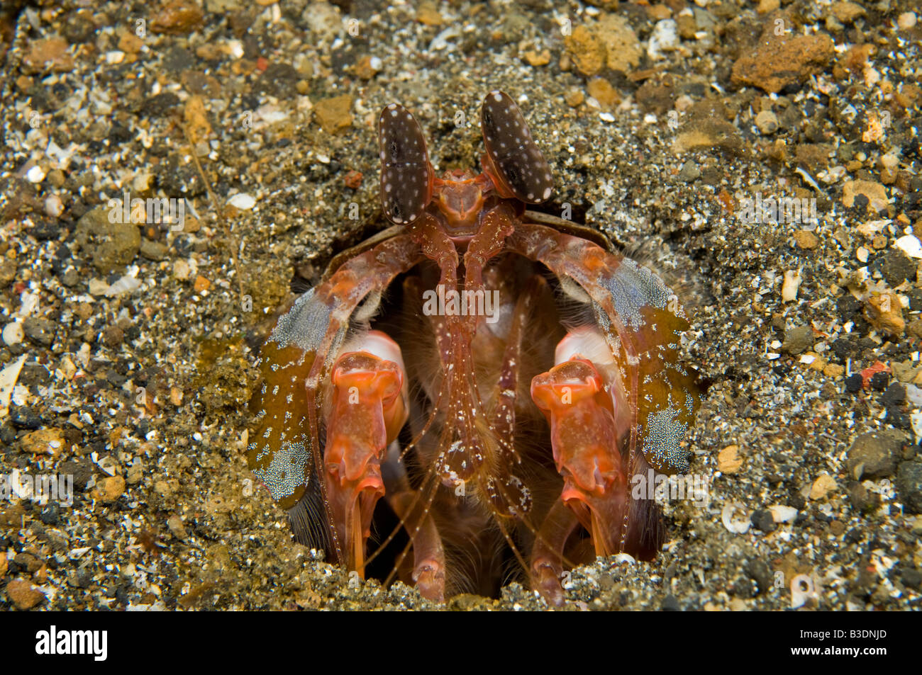 Arpón Camarones Mantis Estrecho Lembeh Lysiosquillina lisa en Indonesia Foto de stock