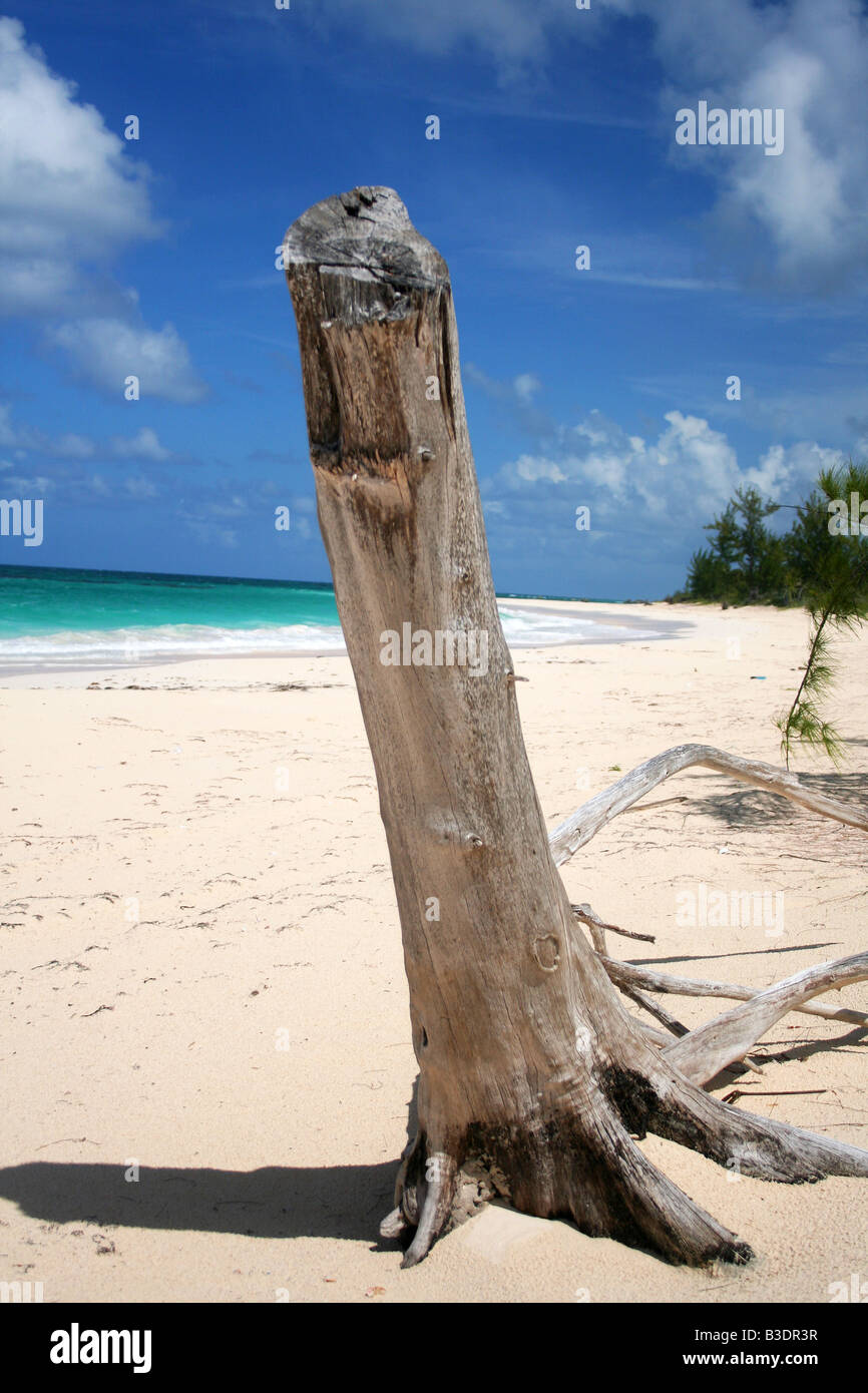 Driftwood en una playa en Eleuthera Bahamas. Foto de stock